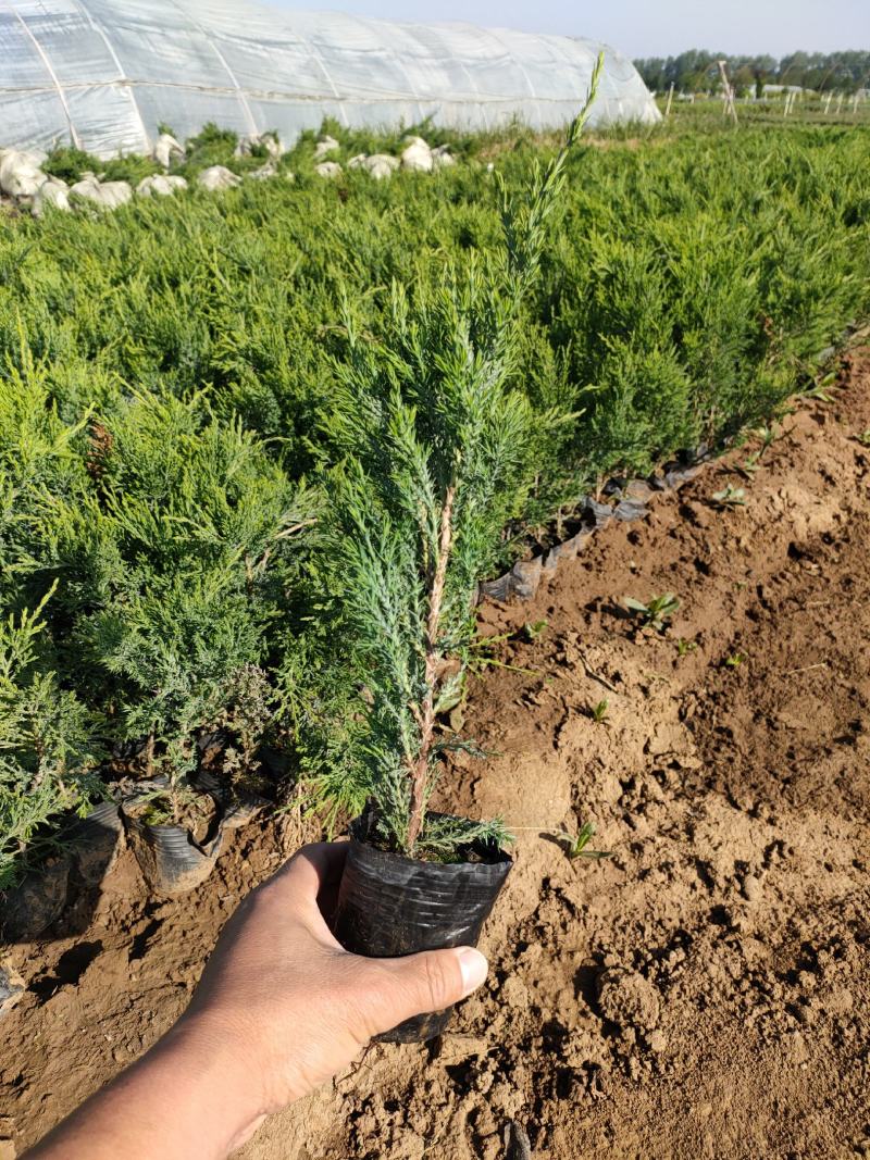 大量供应沙地柏，营业钵沙地柏，沙地柏基地现货供应