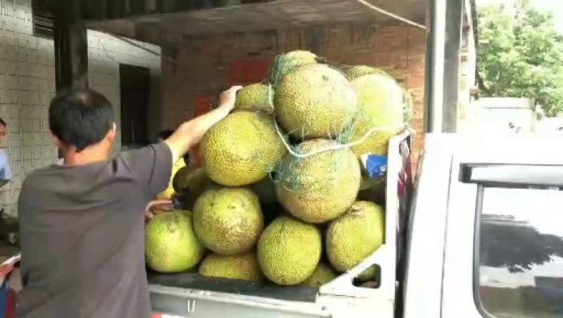 原产地大量黄肉干包菠萝蜜，产地值供一手货源价钱实惠，