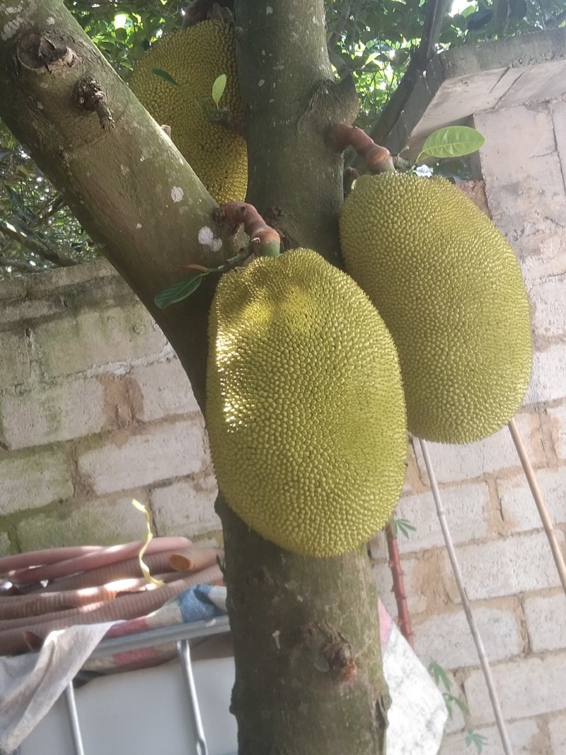 原产地大量黄肉干包菠萝蜜，产地值供一手货源价钱实惠，