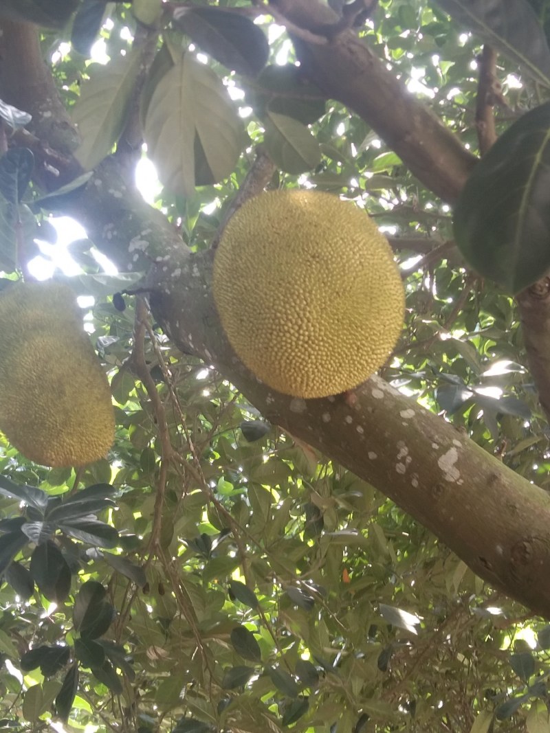 原产地大量黄肉干包菠萝蜜，产地值供一手货源价钱实惠，