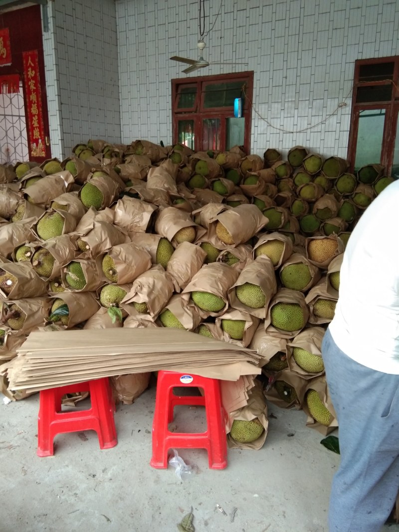 原产地大量黄肉干包菠萝蜜，产地值供一手货源价钱实惠，