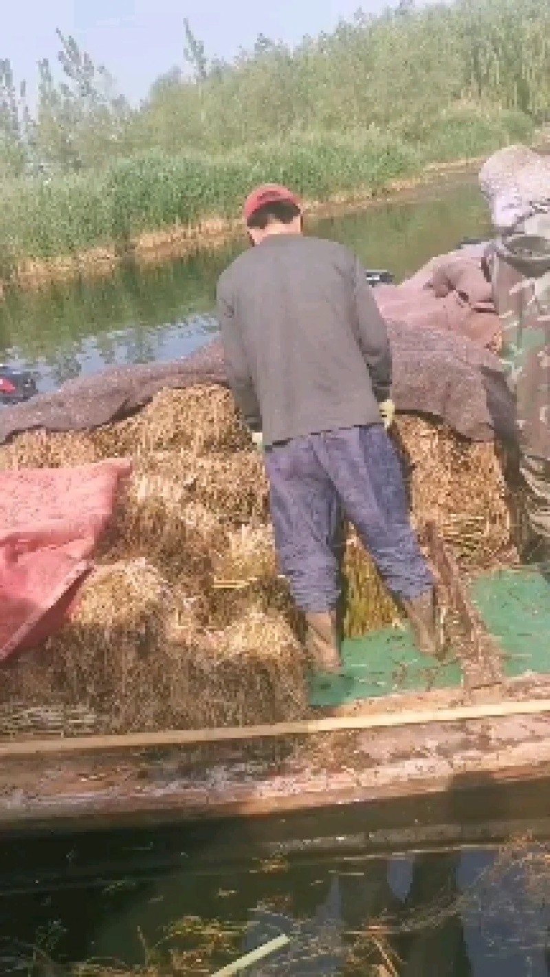 芦苇，白洋淀野生芦苇，挺水植物。净化水质