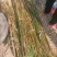 芦苇，白洋淀野生芦苇，挺水植物。净化水质