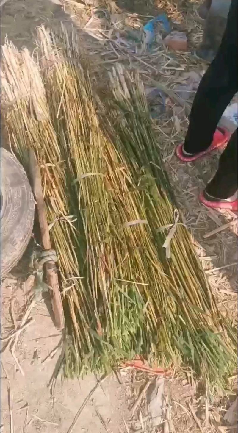 芦苇，白洋淀野生芦苇，挺水植物。净化水质