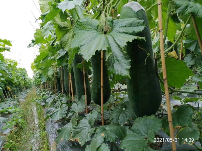 冬瓜上市了平均31斤