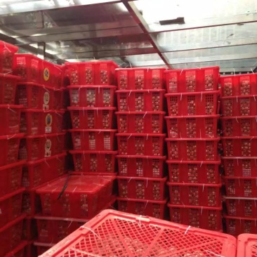 鹌鹑蛋鸡场直售，每天现发，量大从优