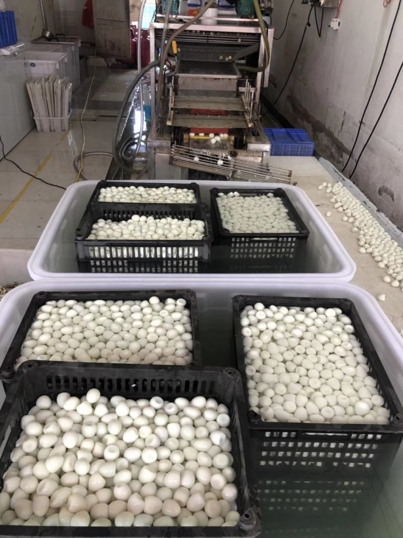 鹌鹑蛋鸡场直售，每天现发，量大从优