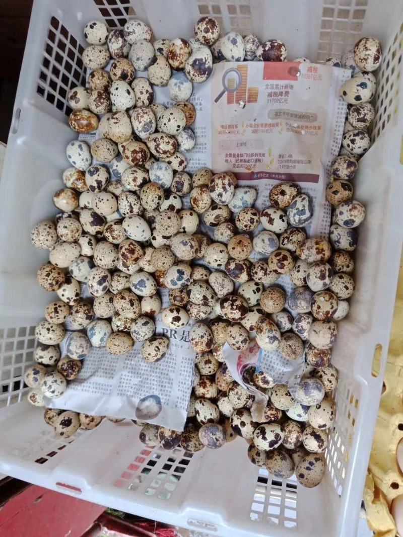 鹌鹑蛋鸡场直售，每天现发，量大从优
