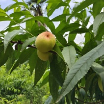 五叶皮桃子
