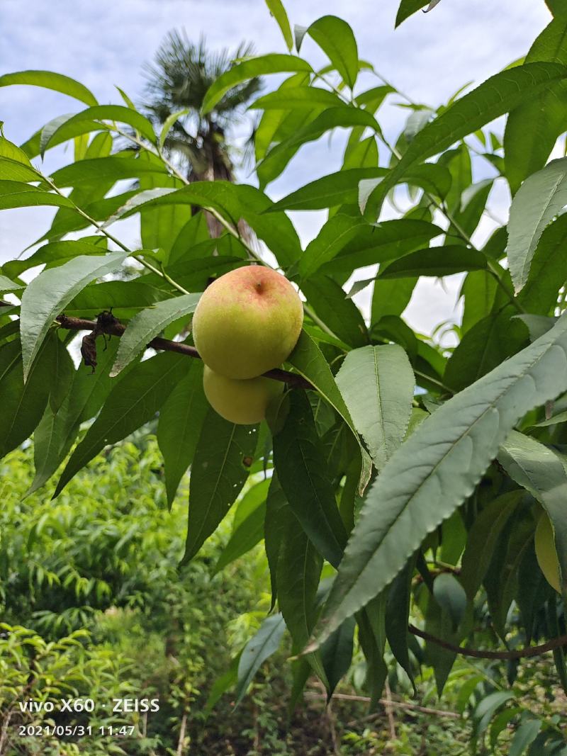 五叶皮桃子