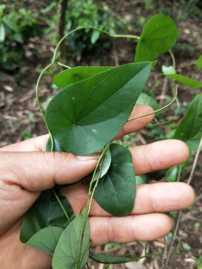 千金藤，田鸡草，飞天雷公，畚箕草(人工晒无硫磺)