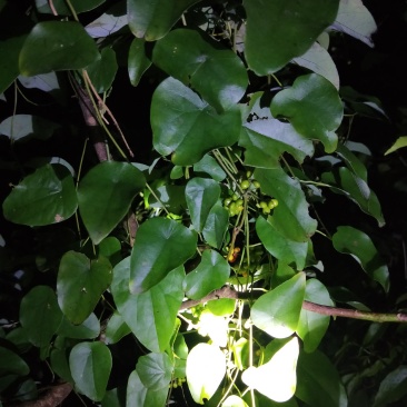 千金藤，田鸡草，飞天雷公，畚箕草(人工晒无硫磺)