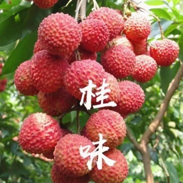 果桂味荔枝，荔枝中的珍品