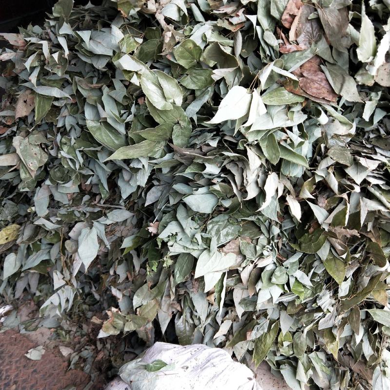 淫阳霍物美价廉青色叶子干净无杂