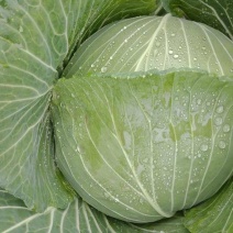 山西甘蓝圆包菜质量保证价格美丽量大从优欢迎订购
