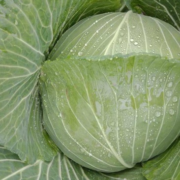 山西甘蓝圆包菜质量保证价格美丽量大从优欢迎订购