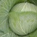 山西甘蓝圆包菜质量保证价格美丽量大从优欢迎订购