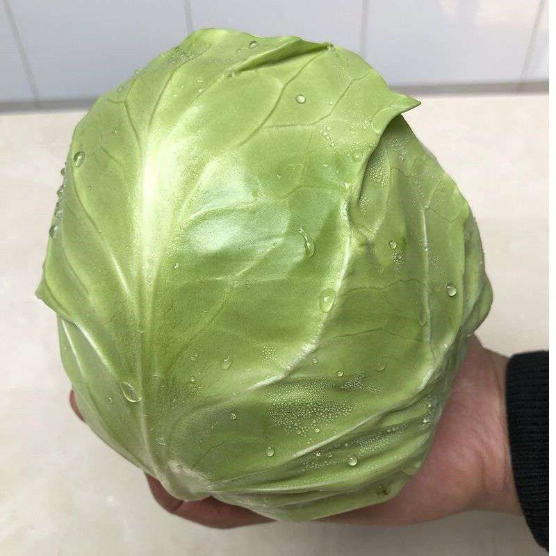 山西甘蓝圆包菜质量保证价格美丽量大从优欢迎订购