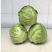 山西甘蓝圆包菜质量保证价格美丽量大从优欢迎订购