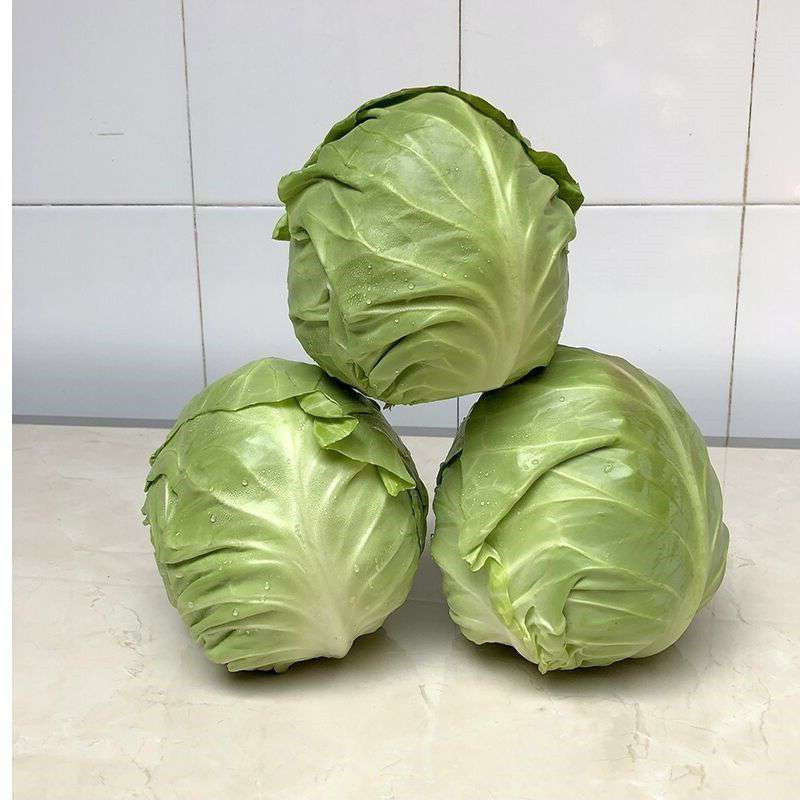 山西甘蓝圆包菜质量保证价格美丽量大从优欢迎订购