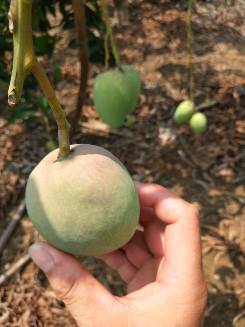 百色台农芒果，是每年的6月份上市。皮薄厚肉香甜