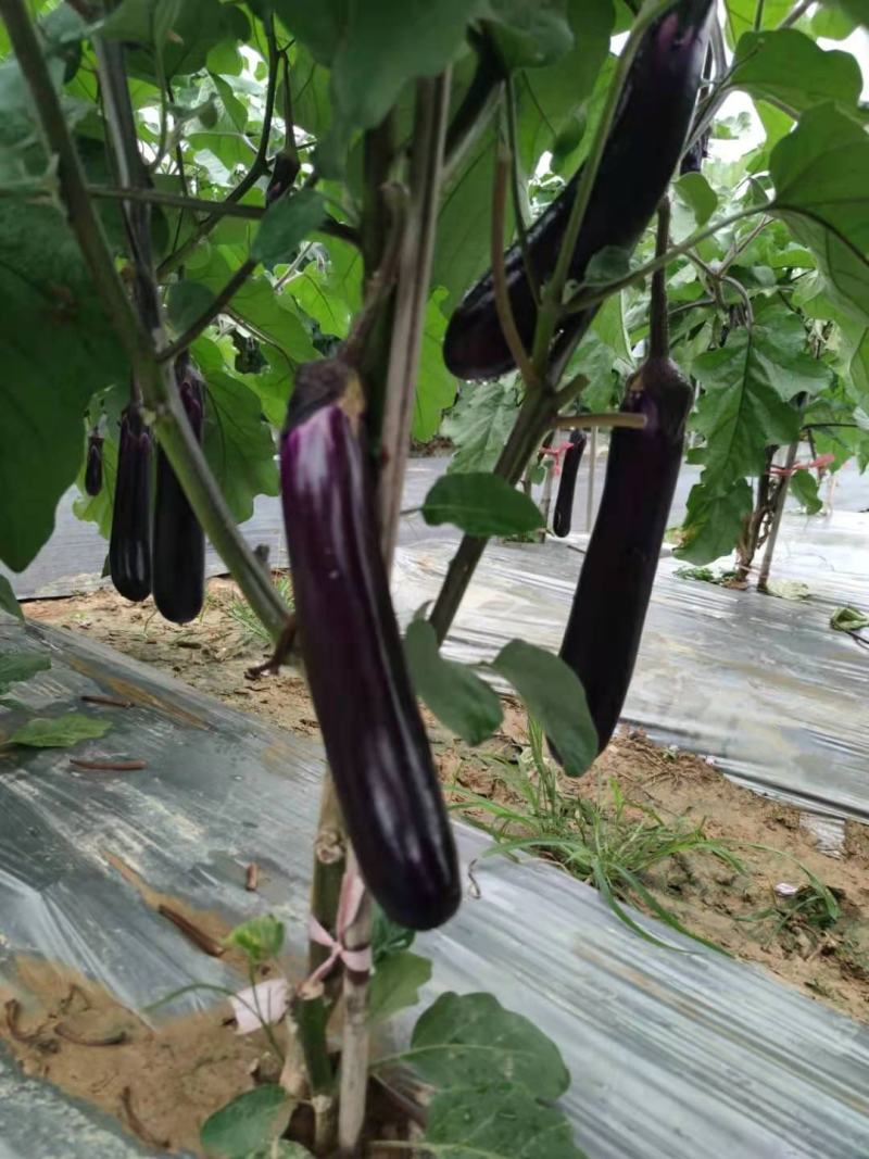 海科8号紫红长茄