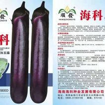 海科8号紫红长茄