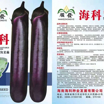 海科8号紫红长茄