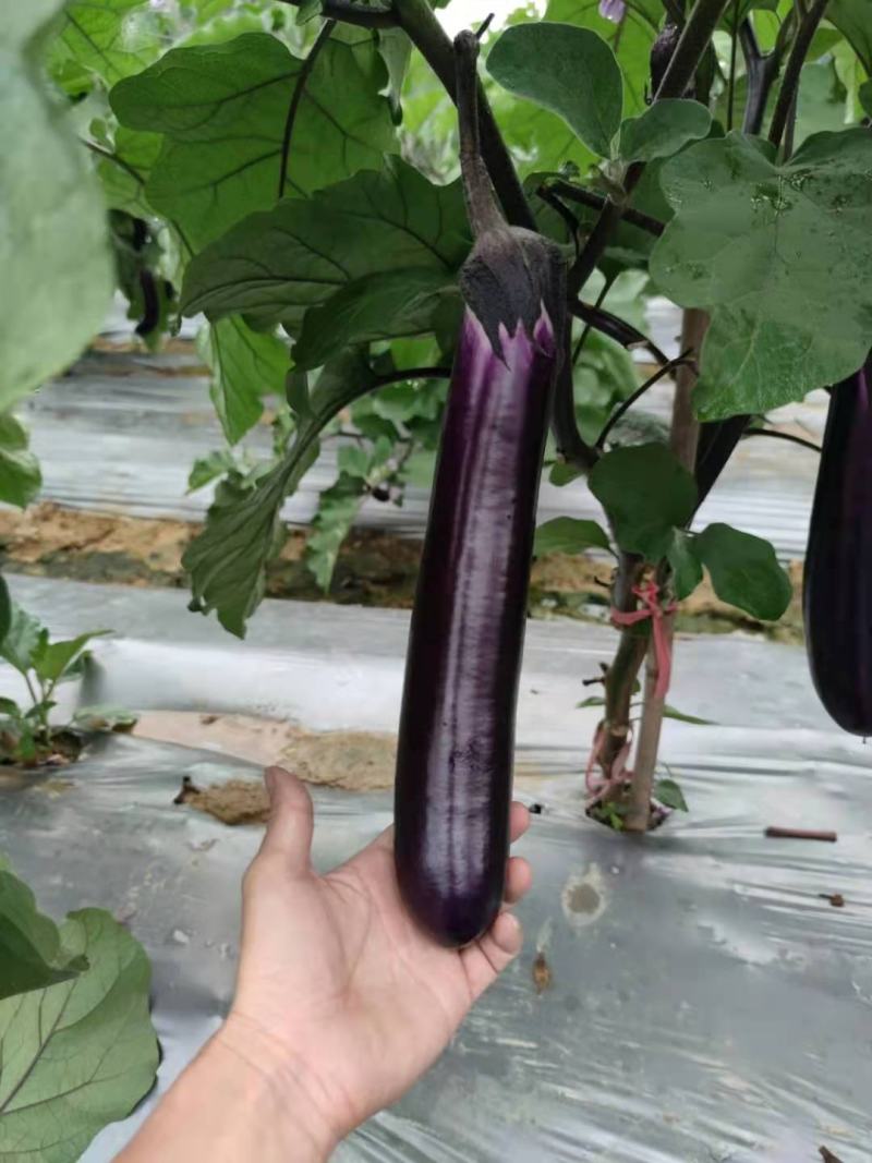 海科8号紫红长茄