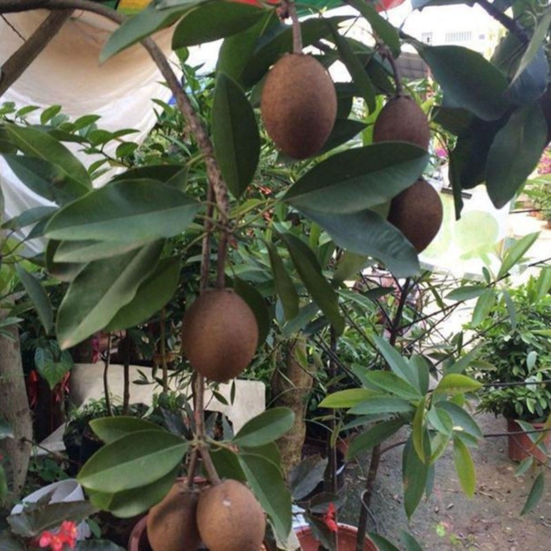 人心果苗树苗水果树四季南方北方盆栽地栽庭院阳台种植当