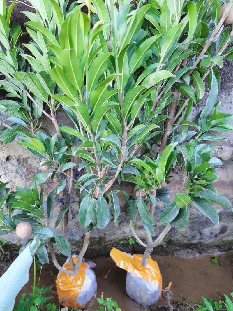 人心果苗树苗水果树四季南方北方盆栽地栽庭院阳台种植当