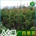 人心果苗树苗水果树四季南方北方盆栽地栽庭院阳台种植当