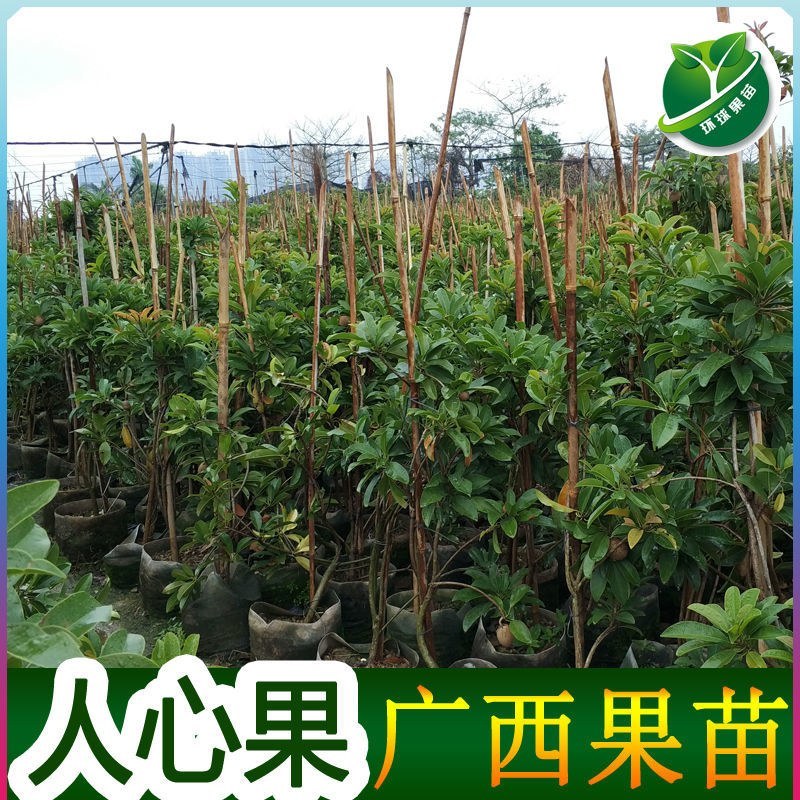 人心果苗树苗水果树四季南方北方盆栽地栽庭院阳台种植当