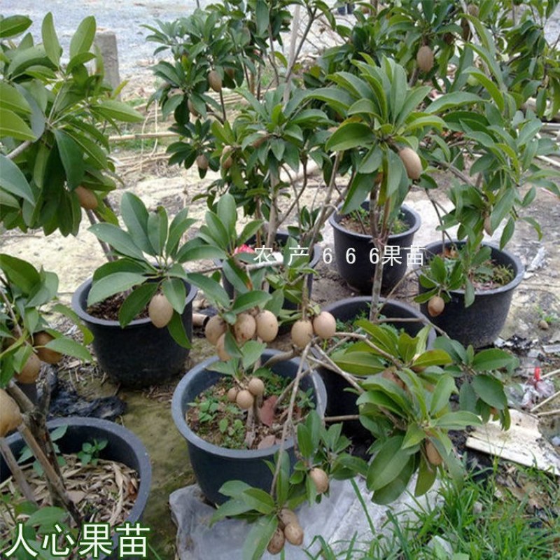 人心果苗树苗水果树四季南方北方盆栽地栽庭院阳台种植当