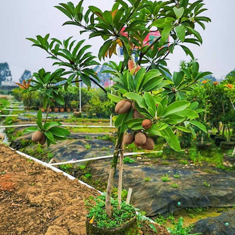 人心果苗树苗水果树四季南方北方盆栽地栽庭院阳台种植当