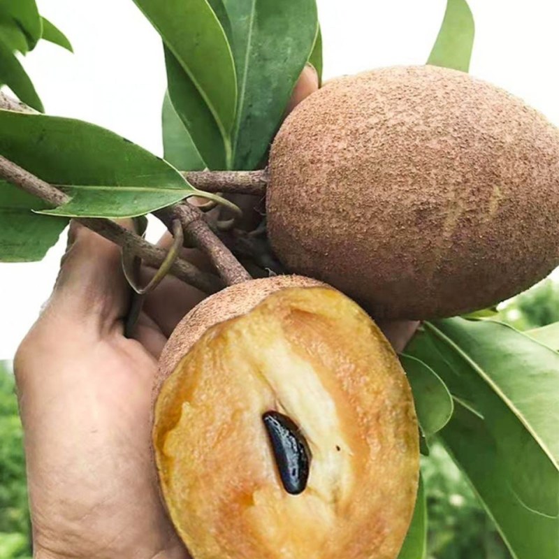 人心果苗树苗水果树四季南方北方盆栽地栽庭院阳台种植当