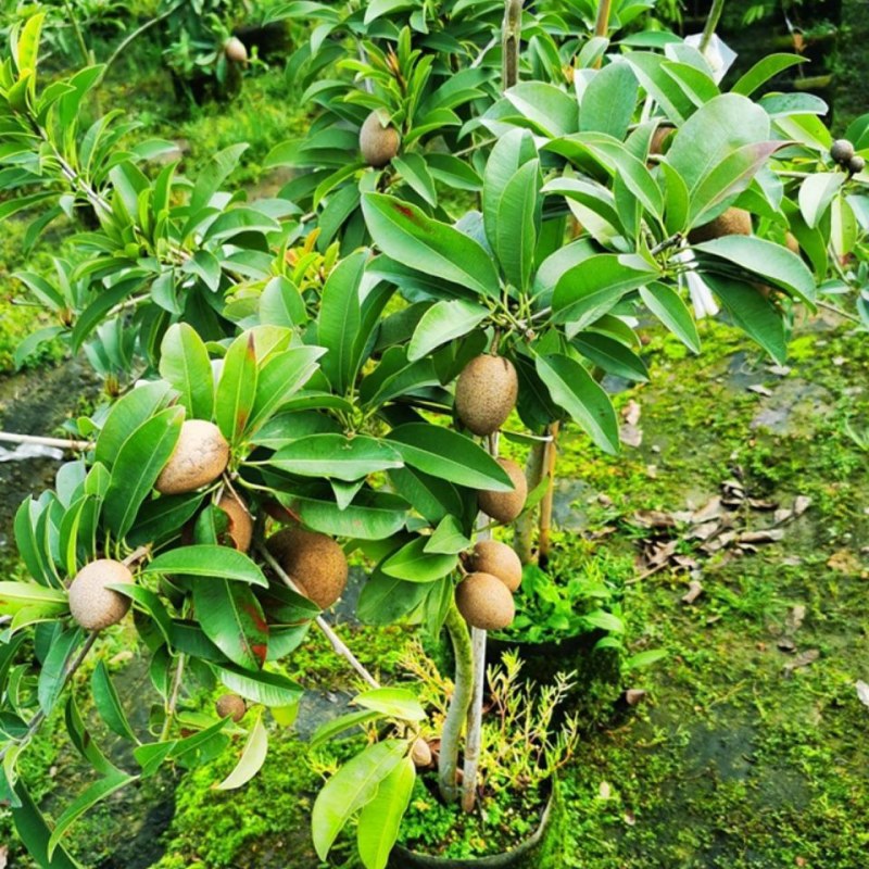 人心果苗树苗水果树四季南方北方盆栽地栽庭院阳台种植当