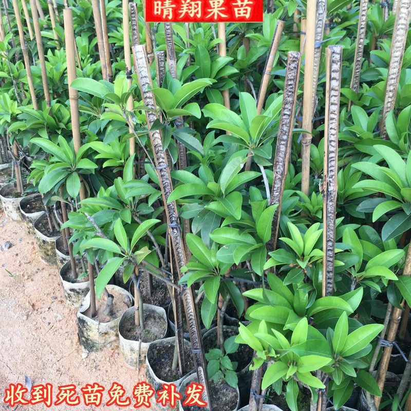 人心果苗树苗水果树四季南方北方盆栽地栽庭院阳台种植当
