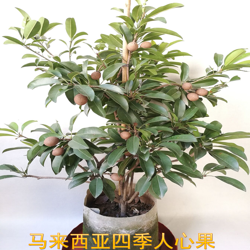 人心果苗树苗水果树四季南方北方盆栽地栽庭院阳台种植当