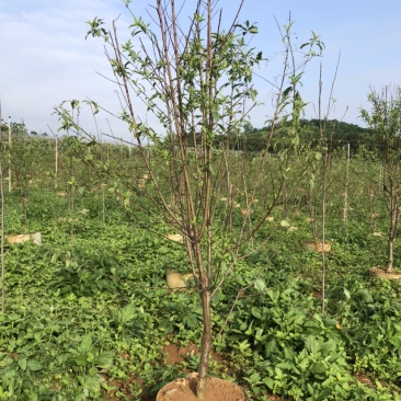 2000棵4-6公分碧桃袋苗出售
