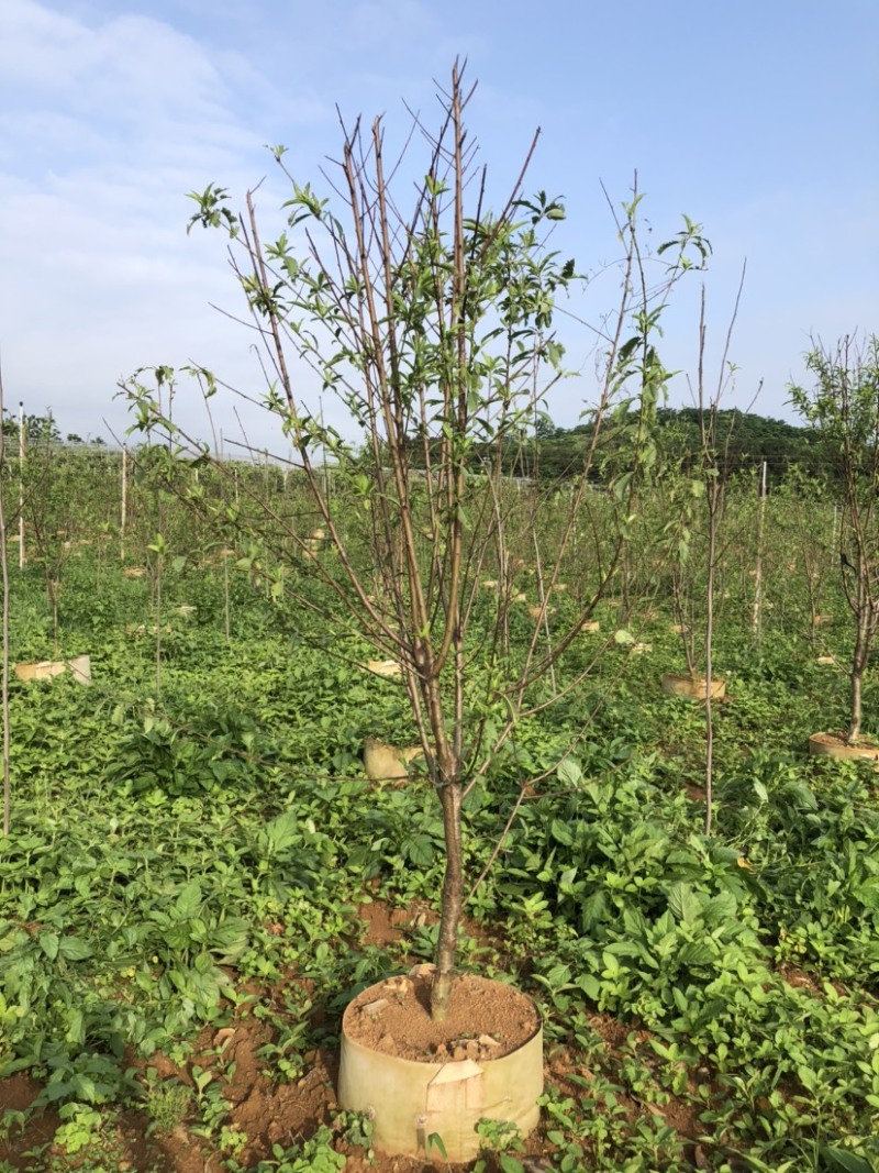2000棵4-6公分碧桃袋苗出售