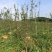 2000棵4-6公分碧桃袋苗出售