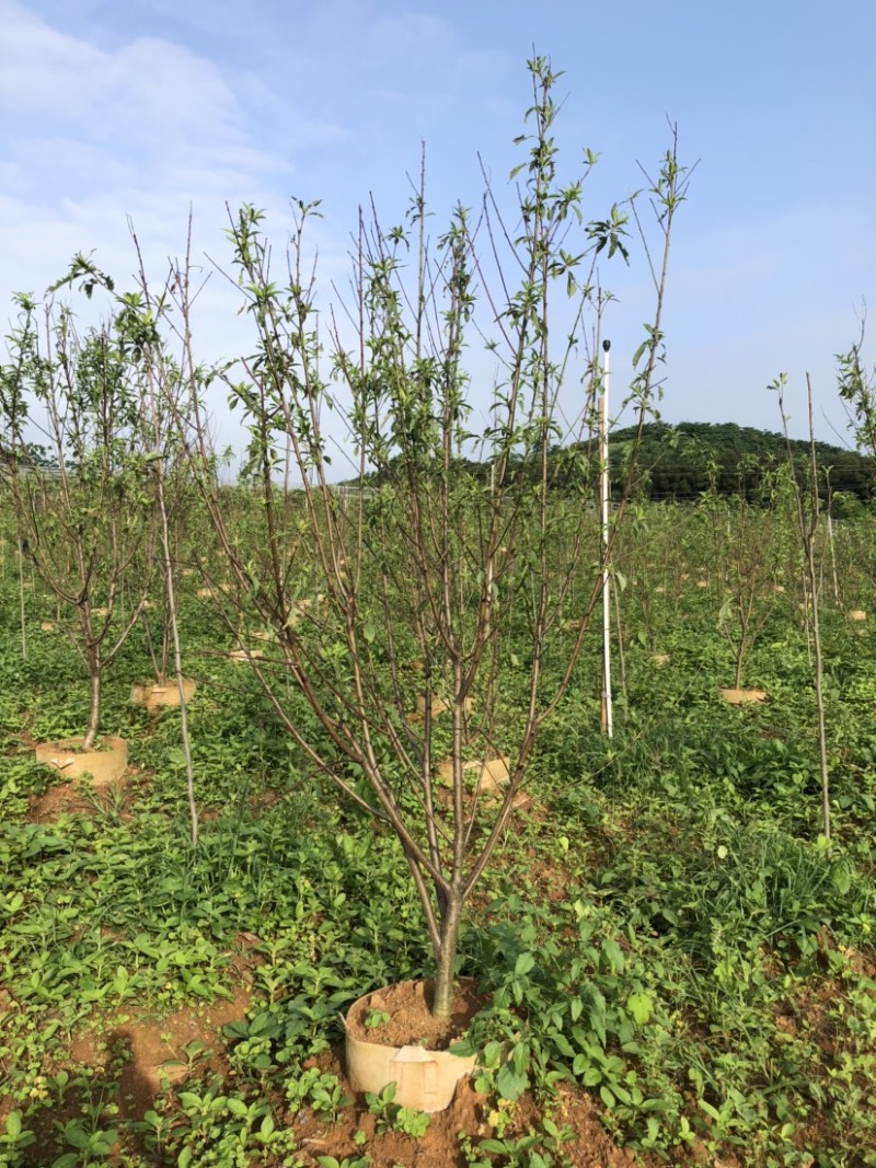 2000棵4-6公分碧桃袋苗出售