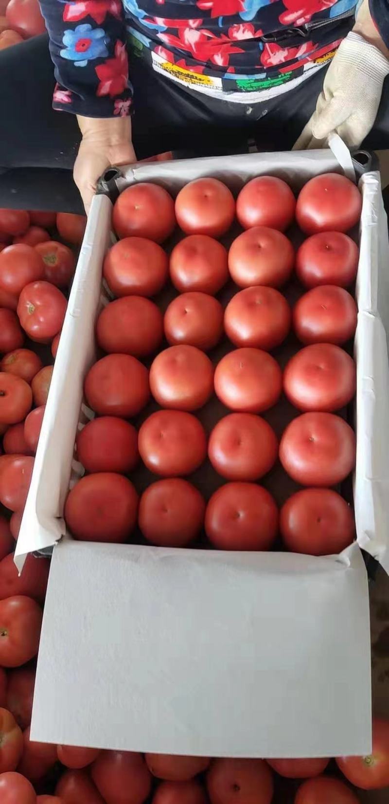 【热卖中】河北饶阳硬粉西红柿各大生鲜商超档口专供，放心品质！