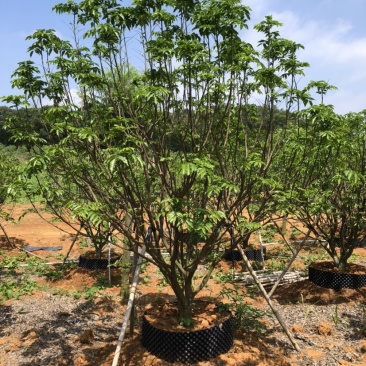 100棵3米冠黄皮袋苗树出售