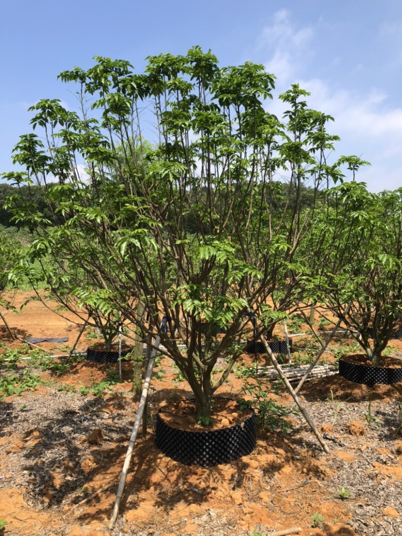 100棵3米冠黄皮袋苗树出售