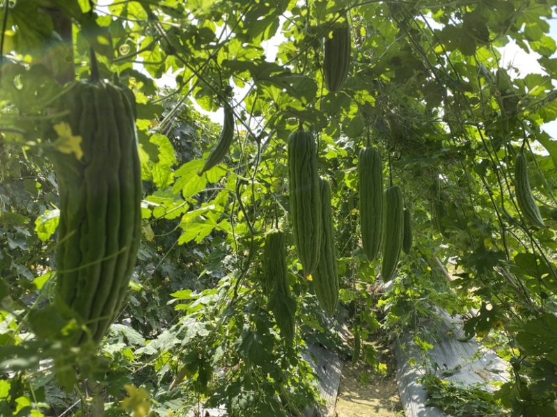 春夏秋油绿苦瓜种苗（耐雨水耐裂性好），欢迎大家来电咨询