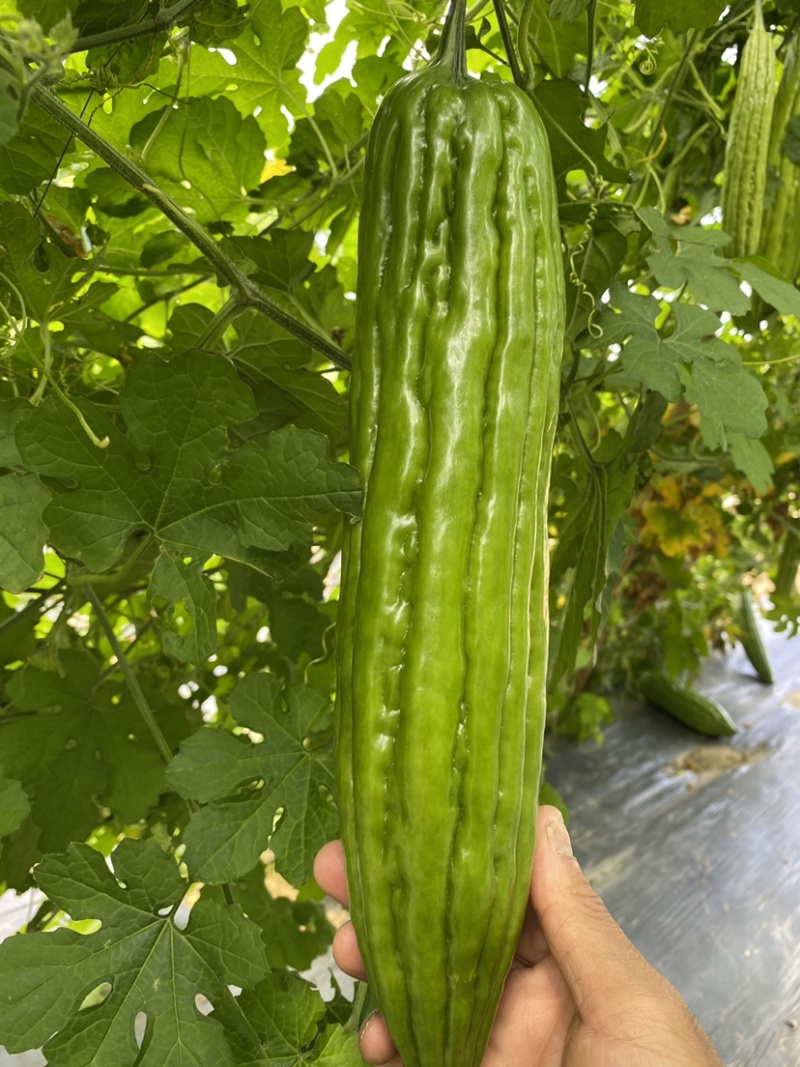 春夏秋油绿苦瓜种苗（耐雨水耐裂性好），欢迎大家来电咨询