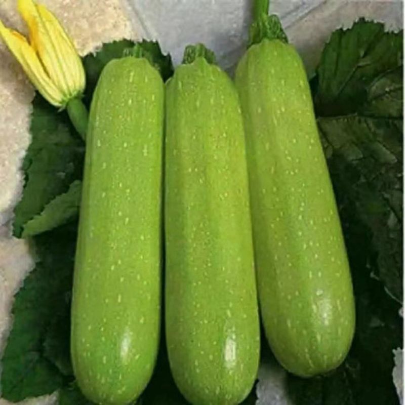 山西西葫芦精品西葫芦质量保证价格美丽欢迎订购
