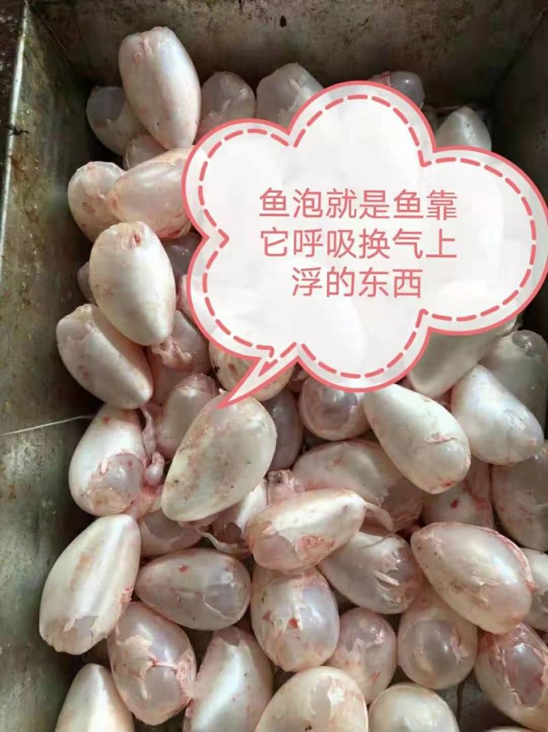 鲜鱼泡，冻鱼泡，白鲢鱼泡，新鲜加工，量大优惠。
